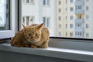 Lee más sobre el artículo Mosquiteras a prueba de gatos